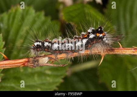 Giallo-coda, gold-coda, Caterpillar, Schwan, Raupe, Euproctis similis, Porthesia similis, Sphrageidus similis Foto Stock