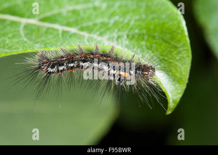 Giallo-coda, gold-coda, Caterpillar, Schwan, Raupe, Euproctis similis, Porthesia similis, Sphrageidus similis Foto Stock