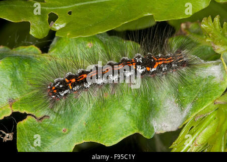 Giallo-coda, gold-coda, Caterpillar, Schwan, Raupe, Euproctis similis, Porthesia similis, Sphrageidus similis Foto Stock