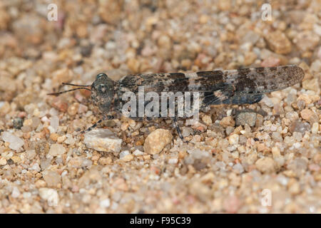 Blu-winged Grasshopper, Sandschrecke, Sphingonotus spec. Foto Stock