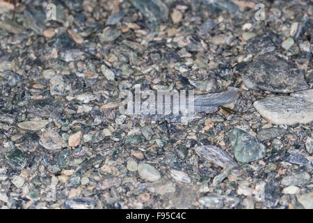 Blu-winged Grasshopper, camuffamento, Sandschrecke, perfekte Tarnung auf dem Untergrund, Sphingonotus corsicus, Korsika, Corsica Foto Stock