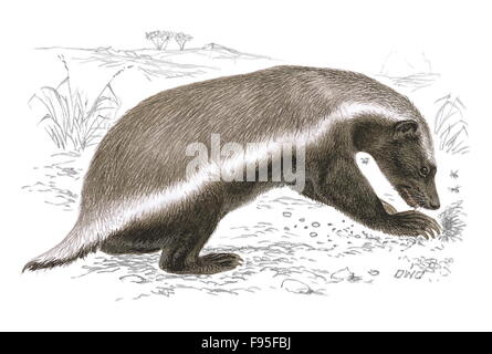 Ratel-miele badger Foto Stock