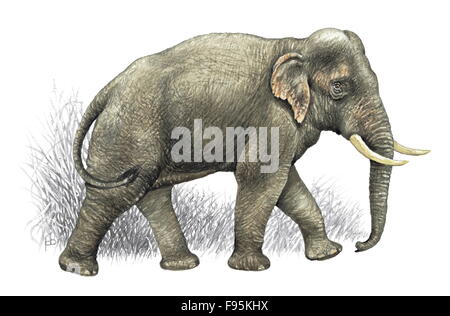 Elefante asiatico Foto Stock