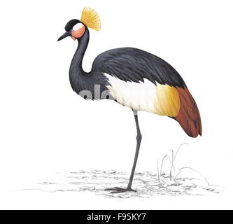 Nero crowned crane Foto Stock