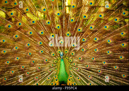 Peacock, Pava spp., Charin Garden Resort, provincia di Chiang Rai, Thailandia Foto Stock