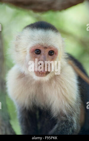 Whiteheaded cappuccino (Cebus capucinus) scimmia nella giungla della Costa Rica Foto Stock