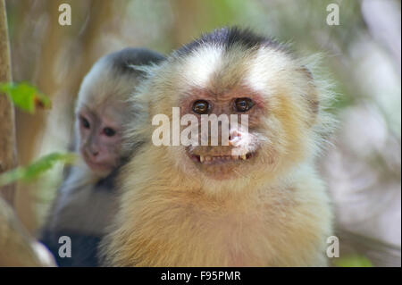 Whiteheaded cappuccino (Cebus capucinus) monkey portante un cub sulla sua schiena Foto Stock