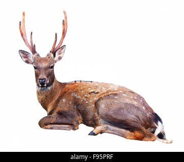 Udienza Sika cervo (Cervus nippon) su sfondo bianco Foto Stock