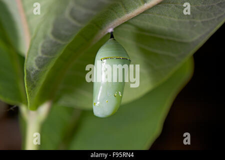 Farfalla monarca crisalide attaccata alla foglia milkweed. (Danaus plexippus). Vicino a Thunder Bay, Ontario, Canada. Foto Stock