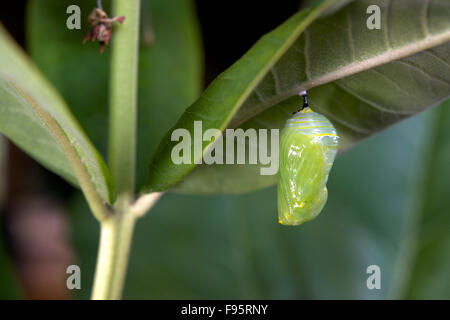 Farfalla monarca crisalide attaccata alla foglia milkweed. (Danaus plexippus). Vicino a Thunder Bay, Ontario, Canada. Foto Stock