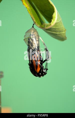 Farfalla monarca emergente dalla crisalide alla farfalla, attaccato alla foglia milkweed. (Danaus plexippus). Vicino a Thunder Bay, Foto Stock