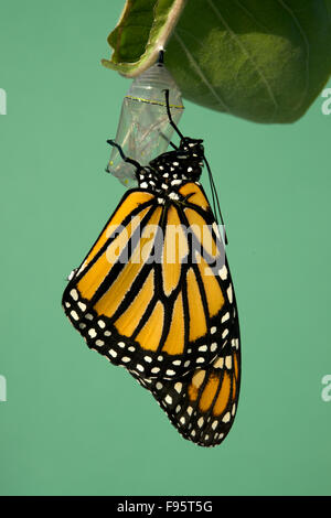 Farfalla monarca appena schiuse, in appoggio sulla pianta milkweed. (Danaus plexippus). Vicino a Thunder Bay, Ontario, Canada. Foto Stock