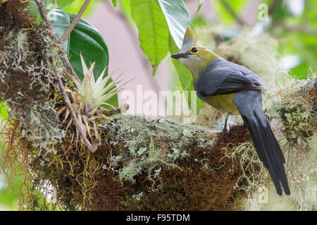 Longtailed setosa Flycatcher (Ptilogonys caudatus) appollaiato su un ramo presso il suo nido in Costa Rica. Foto Stock