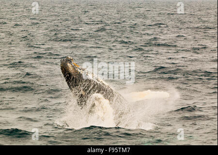 (Megaptera novaeangliae), Humpback Whale violando, Witless Bay Riserva Ecologica, Terranova, Canada Foto Stock