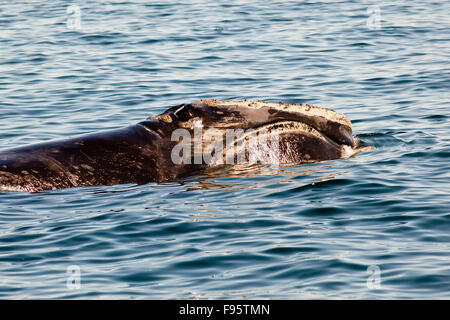 Il Nord Atlantico balena destro, (Eubalaena glacialis), Grand Manan bacino, Baia di Fundy, New Brunswick, Canada Foto Stock