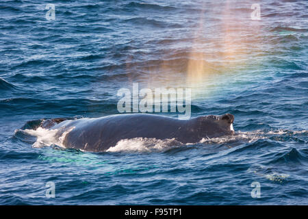 Humpback Whale schizzando, (Megaptera novaeangliae) Witless Bay Riserva Ecologica, Terranova, Canada Foto Stock