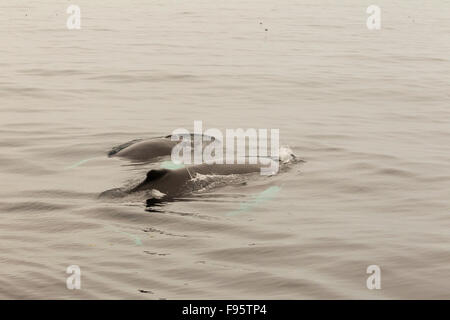 Madre e vitello Humpback Whale, (Megaptera novaeangliae) Witless Bay Riserva Ecologica, Terranova, Canada Foto Stock