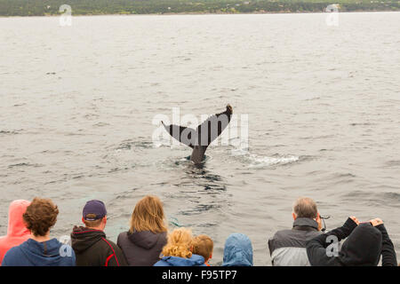 Humpback Whale tail lobbing, (Megaptera novaeangliae), e whale watching, Witless Bay Riserva Ecologica, Terranova, Canada Foto Stock