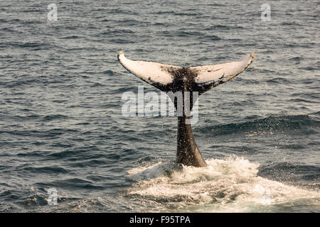 Humpback Whale tail lobbing, (Megaptera novaeangliae) Witless Bay Riserva Ecologica, Terranova, Canada Foto Stock