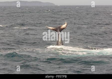 Humpback Whale tail lobbing, (Megaptera novaeangliae) Witless Bay Riserva Ecologica, Terranova, Canada Foto Stock