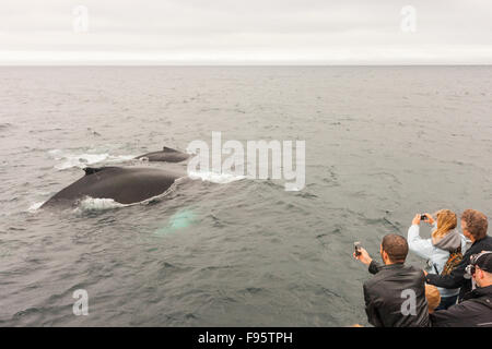 Madre e vitello megattere, (Megaptera novaeangliae), e whale watching, Witless Bay Riserva Ecologica, Terranova, Foto Stock