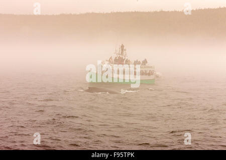 Humpback Whale, (Megaptera novaeangliae), e whale watching, Witless Bay Riserva Ecologica, Terranova, Canada Foto Stock