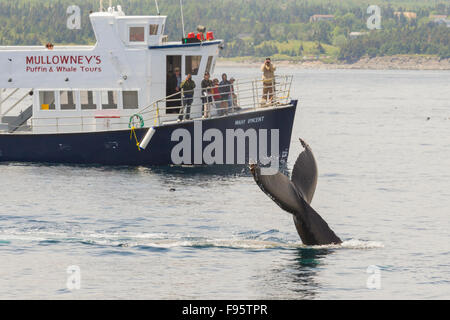 Humpback Whale tail lobbing, (Megaptera novaeangliae), e whale watching, Witless Bay Riserva Ecologica, Terranova, Canada Foto Stock