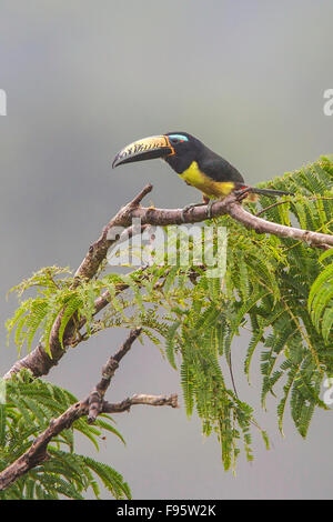 Letterati Aracari (Pteroglossus inscriptus) appollaiato su un ramo in Ecuador, Sud America. Foto Stock