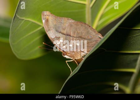 Autumn Leaf Butterfly (Doleschallia bisaltide) Foto Stock