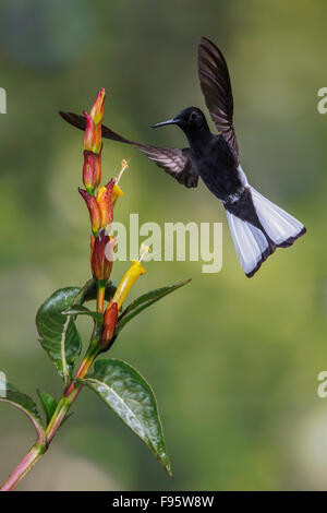 Nero (giacobina Florisuga fusca) battenti e alimentando ad un fiore nella foresta pluviale atlantica del sud-est del Brasile. Foto Stock