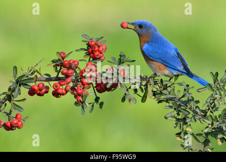 Eatern Bluebird, Houston, Texas, Stati Uniti d'America Foto Stock