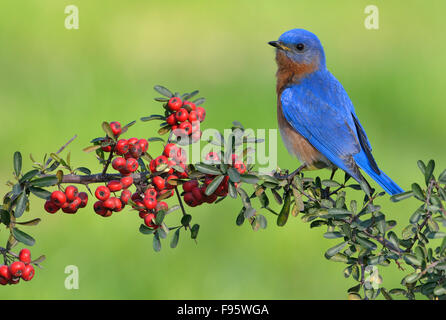 Eatern Bluebird, Houston, Texas, Stati Uniti d'America Foto Stock