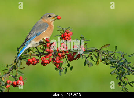 Eatern Bluebird, Houston, Texas, Stati Uniti d'America Foto Stock