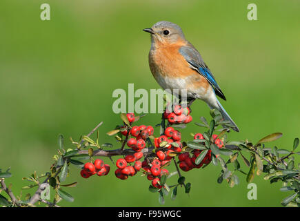 Eatern Bluebird, Houston, Texas, Stati Uniti d'America Foto Stock