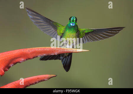 Greencrowned brillante (Heliodoxa jacula) alimentando ad un fiore mentre vola nel Milpe riserva nel nord-ovest in Ecuador. Foto Stock