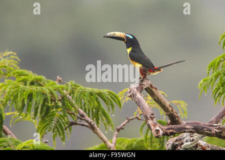 Letterati Aracari (Pteroglossus inscriptus) appollaiato su un ramo in Ecuador, Sud America. Foto Stock