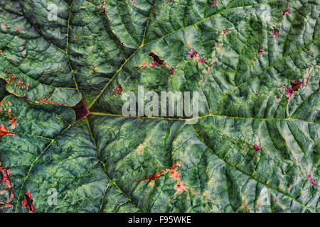 Close-up di foglie di una pianta di Angelica, Islanda Foto Stock
