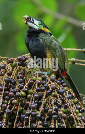 Spotbilled Toucanet (Selenidera maculirostris) alimentazione su frutti di palma nella foresta pluviale atlantica del sud-est del Brasile. Foto Stock
