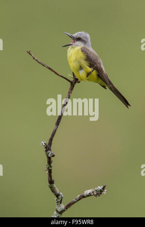 Tropical Kingbird (Tyrannus melancholicus) appollaiato su un ramo nella foresta pluviale atlantica del sud-est del Brasile. Foto Stock