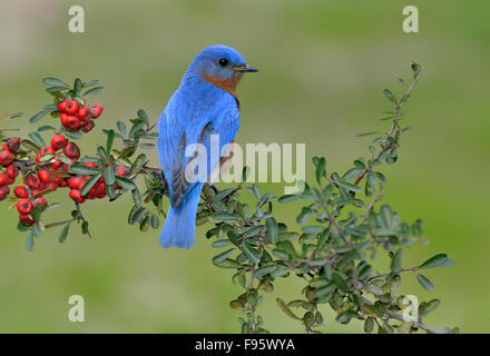 Eatern Bluebird, Houston, Texas, Stati Uniti d'America Foto Stock