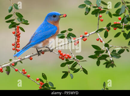 Eatern Bluebird, Houston, Texas, Stati Uniti d'America Foto Stock