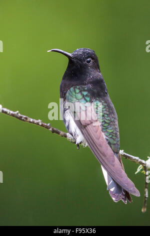 Nero (giacobina Florisuga fusca) appollaiato su un ramo nella foresta pluviale atlantica del sud-est del Brasile. Foto Stock