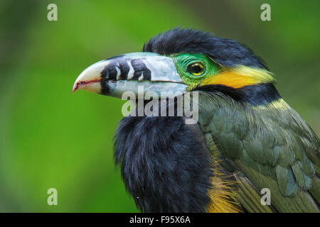Spotbilled Toucanet (Selenidera maculirostris) alimentazione su frutti di palma nella foresta pluviale atlantica del sud-est del Brasile. Foto Stock