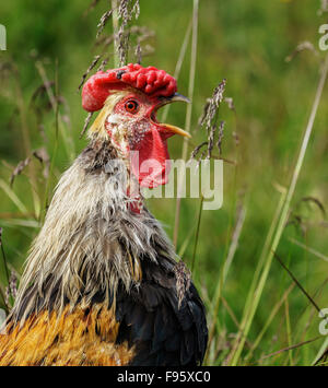 Ritratto di pollo, Hraunsnef Farm, Western Islanda Foto Stock
