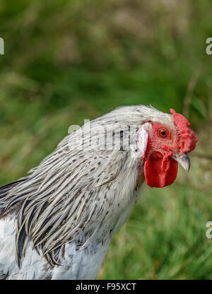 Ritratto di pollo, Hraunsnef Farm, Western Islanda Foto Stock