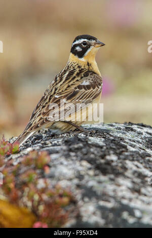 Smith (Longspur Calcarius pictus) sulla tundra vicino a Churchill, Manitoba, Canada. Foto Stock