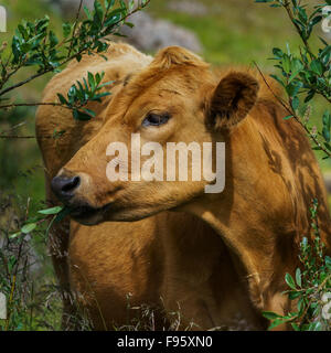 Mucca mangiare piccoli arbusti, Nordurardalur Valley, Islanda Foto Stock