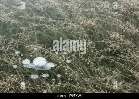 Bolle di metano nel lago di Abramo, Kootenay Plains, Alberta, Canada Foto Stock