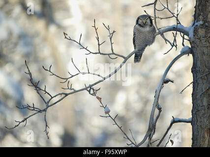 Northern Hawk Owl (surnia ulula) nel ranch di Glenbow Parco Provinciale, Alberta, Canada Foto Stock