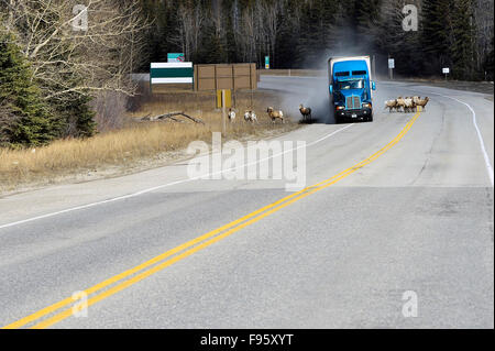 Un semi carrello guida fuori strada cercando di evitare una mandria di bighorn che sono sulla strada statale nei pressi del Parco Nazionale di Jasper, Foto Stock